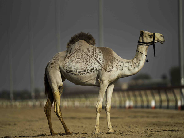 BEEAH launched ‘Race for Life’ campaign to raise awareness on the impact of plastic pollution on camels Image