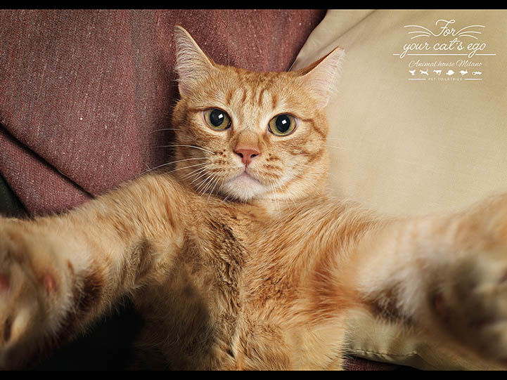 Animal House Pet Toiletries by Young and Rubicam Milan, 2015 Animal House Pet Toiletries by Young and Rubicam Milan, 2015