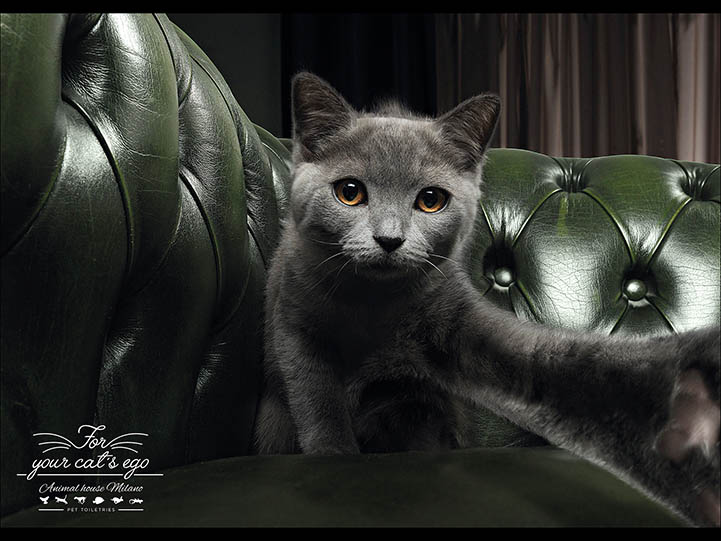 Animal House Pet Toiletries by Young and Rubicam Milan, 2015 Animal House Pet Toiletries by Young and Rubicam Milan, 2015