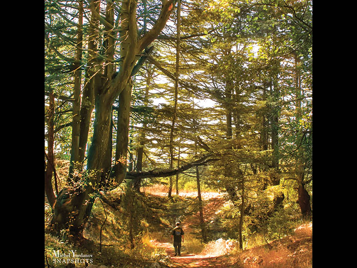 A lonely walk in Tannourine Cedar forest A lonely walk in Tannourine Cedar forest