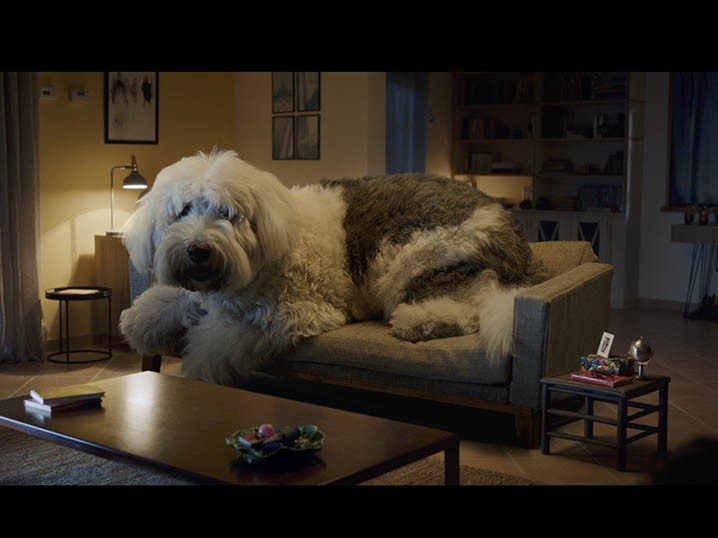 Škoda and Rosapark Present Doug The Dog, Man's Biggest-Best Buddy Image